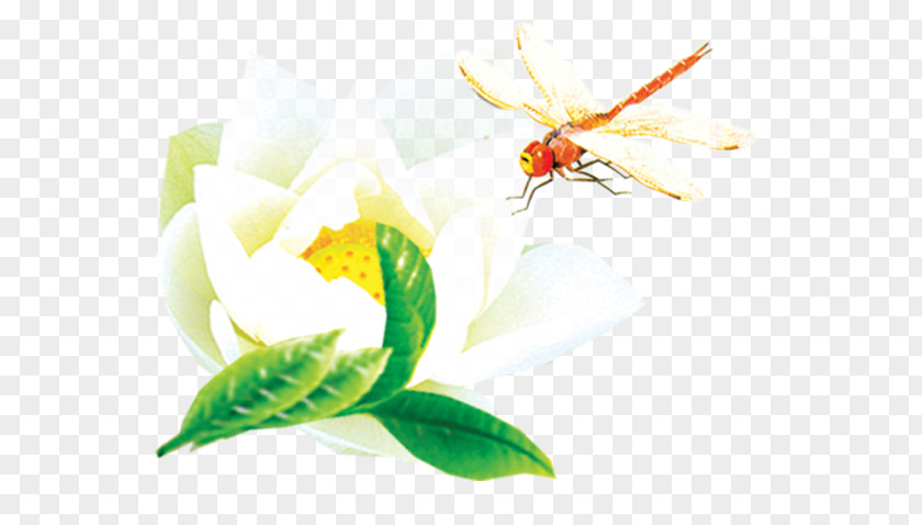 Dragonfly Lotus Insect Nelumbo Nucifera PNG