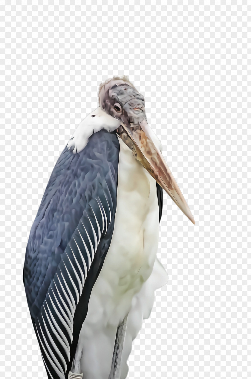 Heron Wildlife Feather PNG