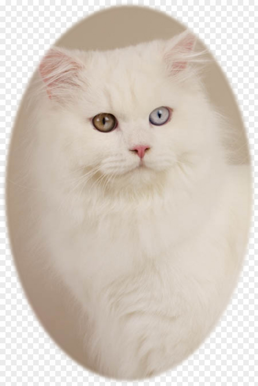 Kitten Persian Cat Asian Semi-longhair Turkish Angora Ragamuffin Van PNG