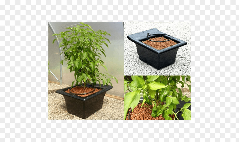 Smena Flowerpot Garden Houseplant Cdiscount Crop PNG