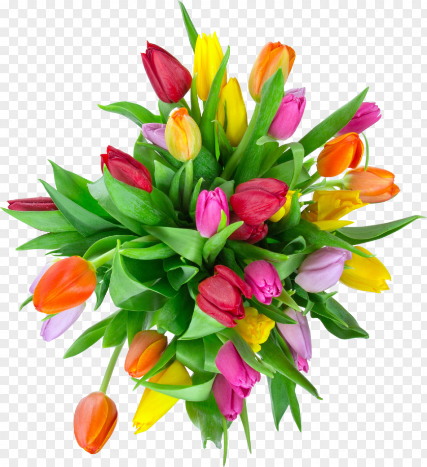 Tulips Tulip Photography Flower Bouquet PNG