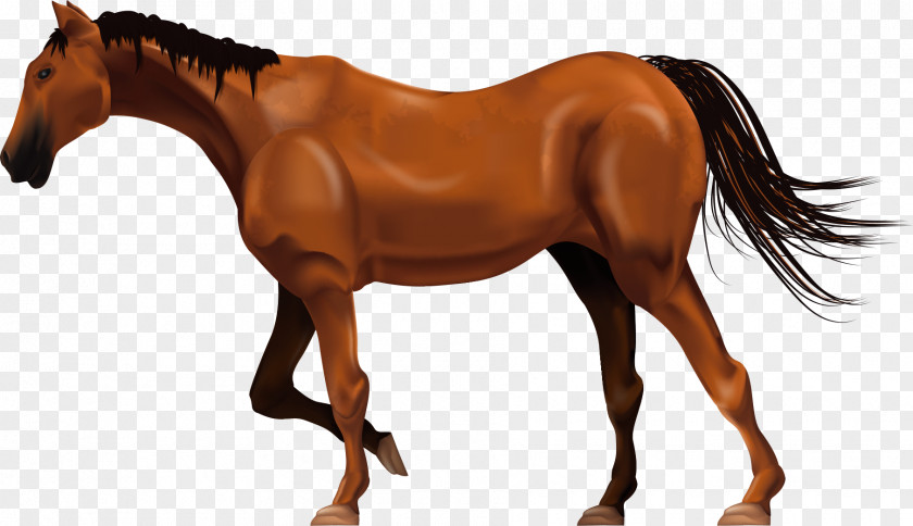 Vector Ferghana BMW Horse Stallion Mane PNG