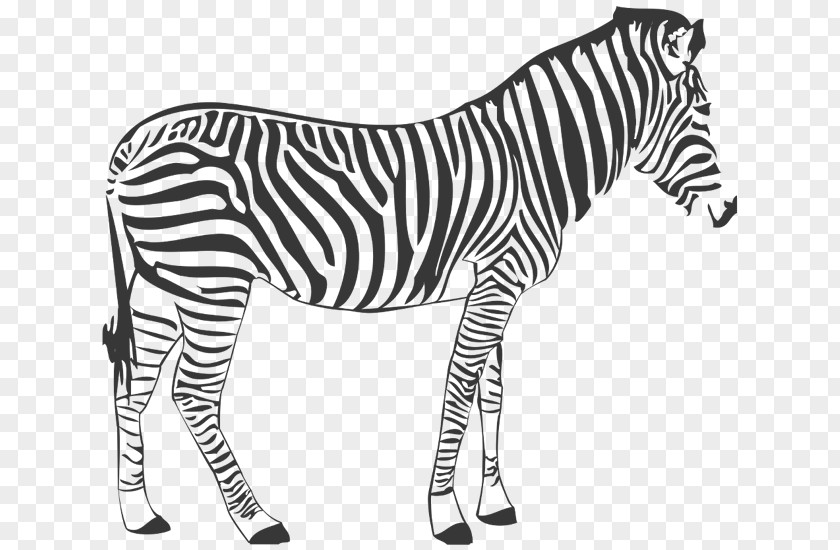 Wall Decal Quagga Zebra Horse PNG