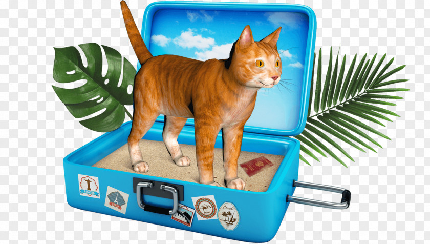 Airplane Whiskers Cat Kitten Animal PNG