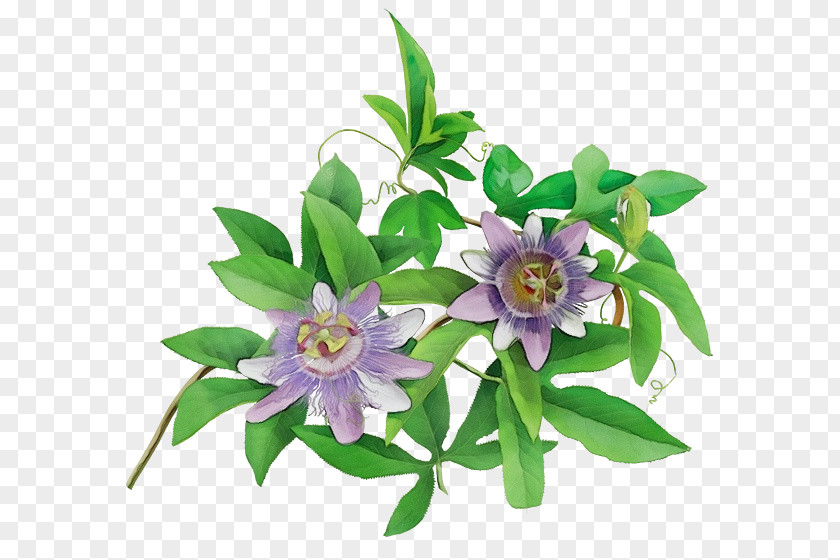 Gentian Family Wildflower Purple Watercolor Flower PNG