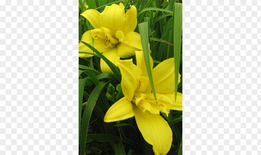 October Liberation Day Canna Common Evening-primrose Daylily Lily M PNG