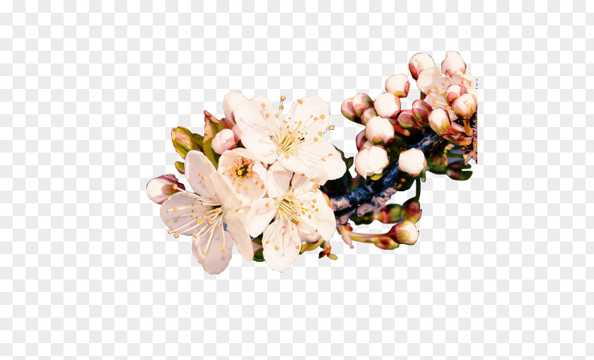 Plum Flower Blossom Ameixeira PNG