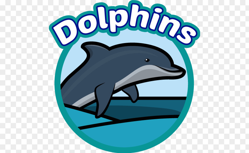 PSD School District Common Bottlenose Dolphin Short-beaked Tucuxi Wholphin PNG