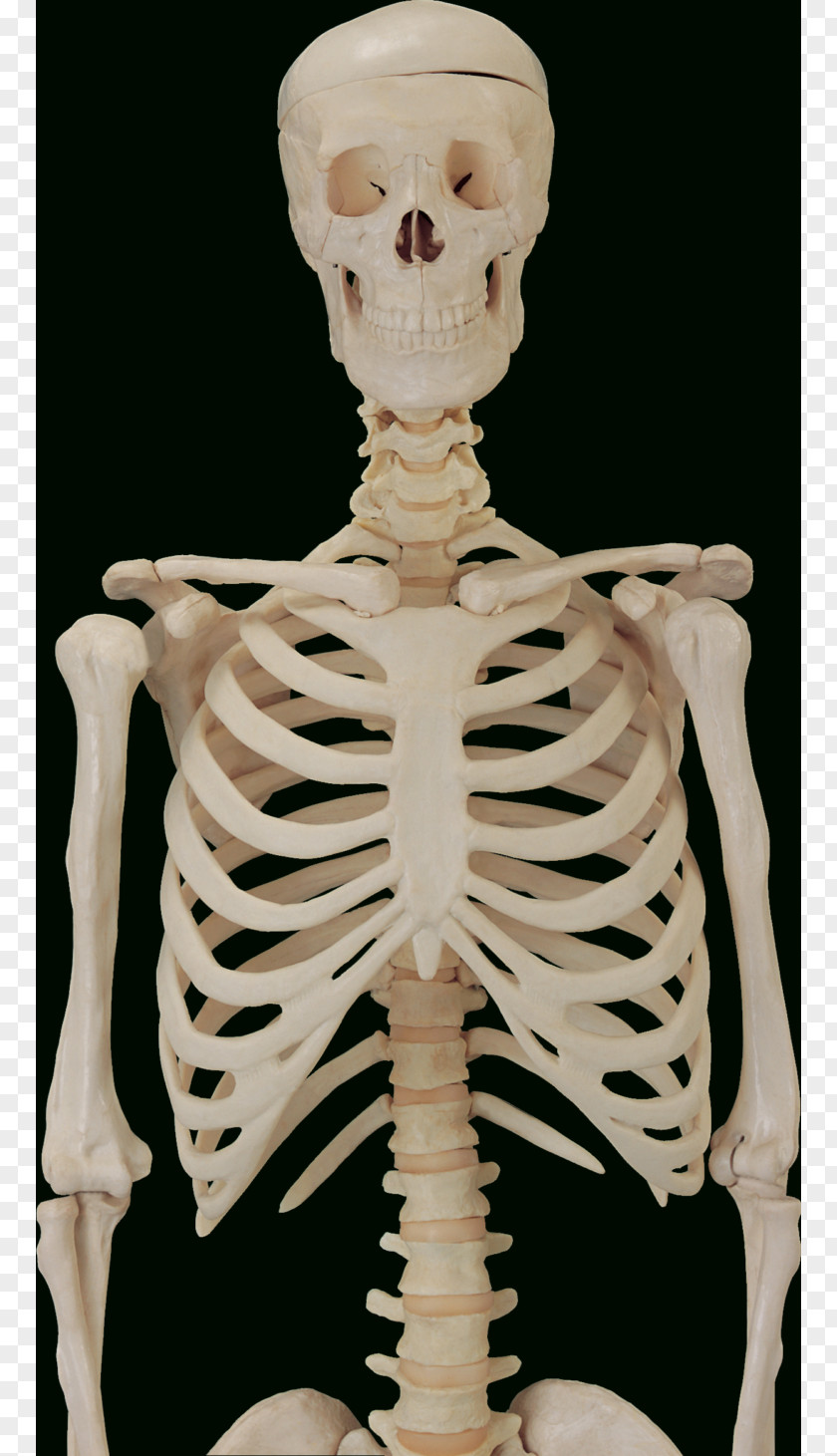 Skeleton The Skeletal System Bone Anatomy Human PNG