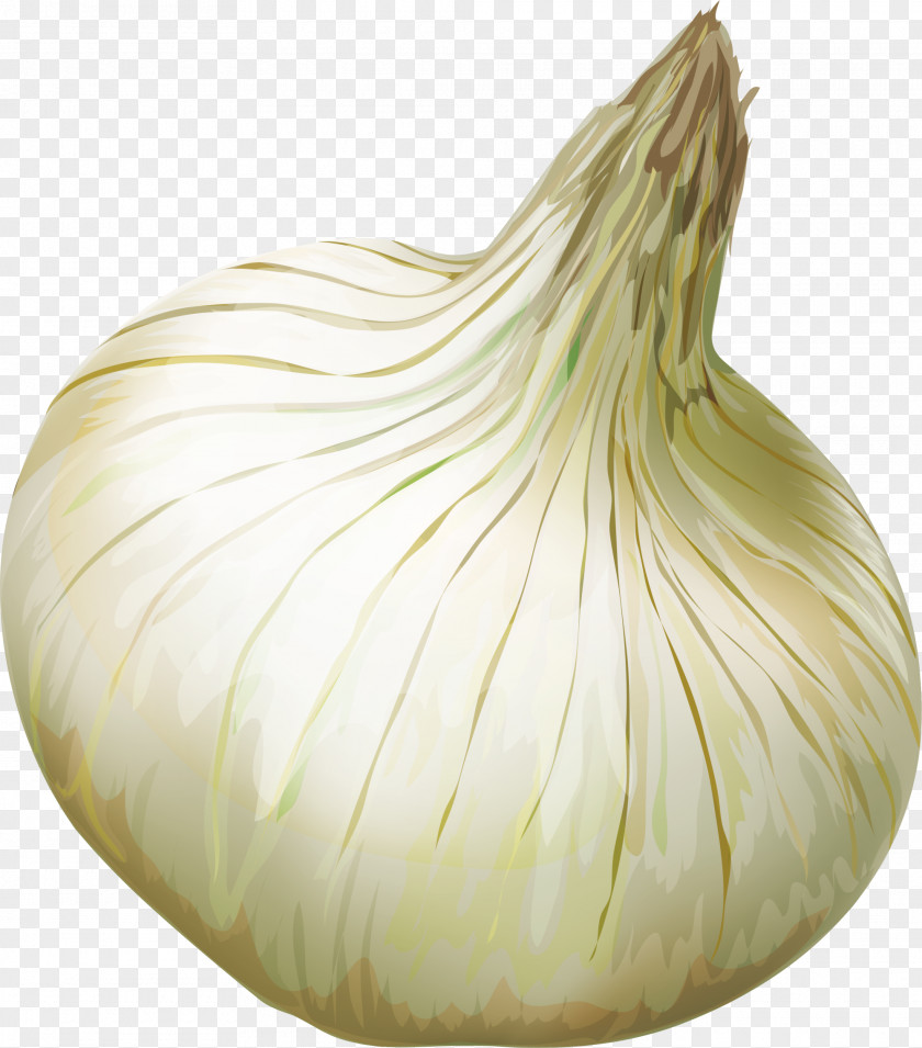 Yellow Onion Shallot Elephant Garlic Vegetable PNG
