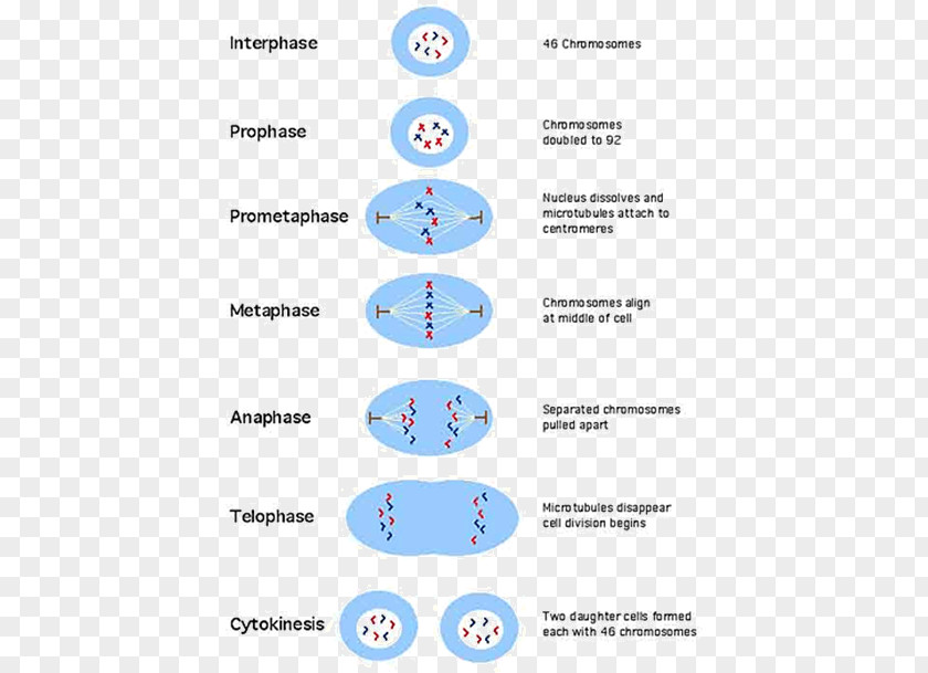 Centriole Mitosis And Meiosis Cell Division Cycle PNG