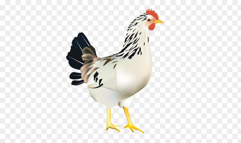 Chicken Rooster Broiler Web Browser PNG