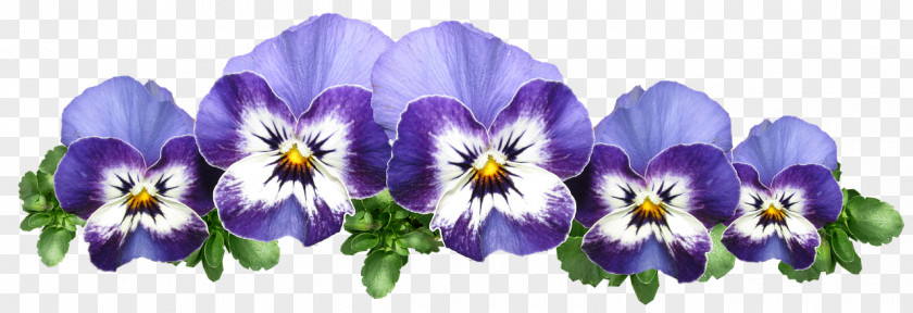 Wildflower Violet Family Drawing Of PNG