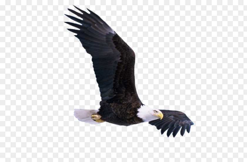 Eagle Bald Bird PNG