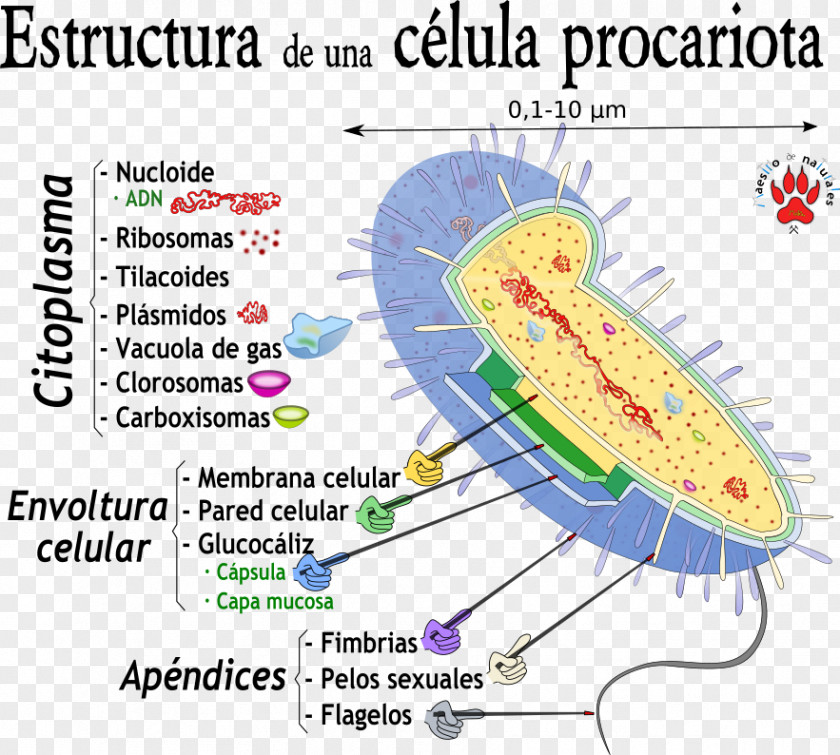 Line Tuolumne River Point Drawing Organism PNG