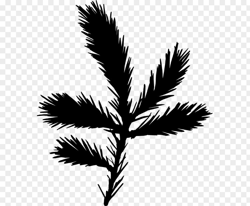 M Leaf Plant Stem Palm Trees Twig Black & White PNG