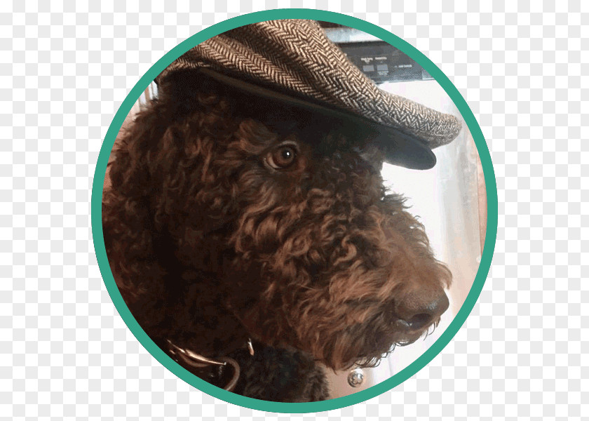 Nash Spanish Water Dog Portuguese Lagotto Romagnolo Barbet Irish Spaniel PNG