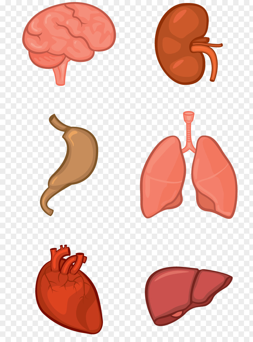 Organ System Human Body Anatomy Tissue PNG system body Tissue, organs, internal organs clipart PNG