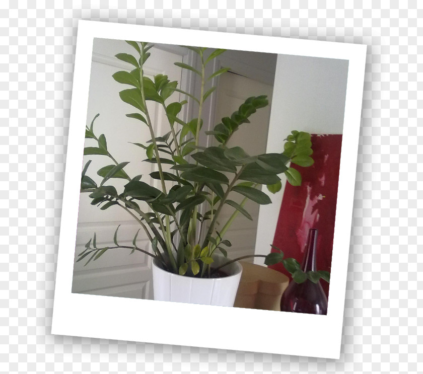 Window Flowerpot Leaf Houseplant Herb PNG