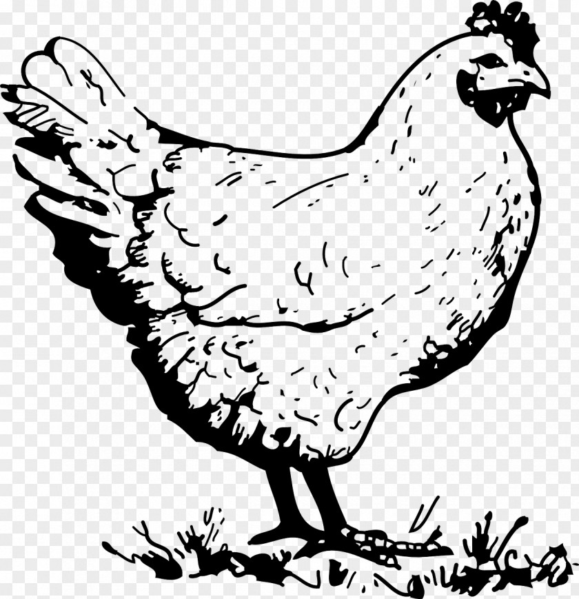 Chicken Paint Wyandotte Galliformes Rooster Poultry Clip Art PNG