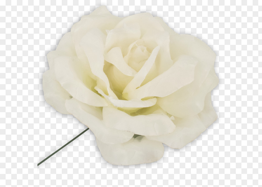 Garden Roses Centifolia Cut Flowers Petal PNG