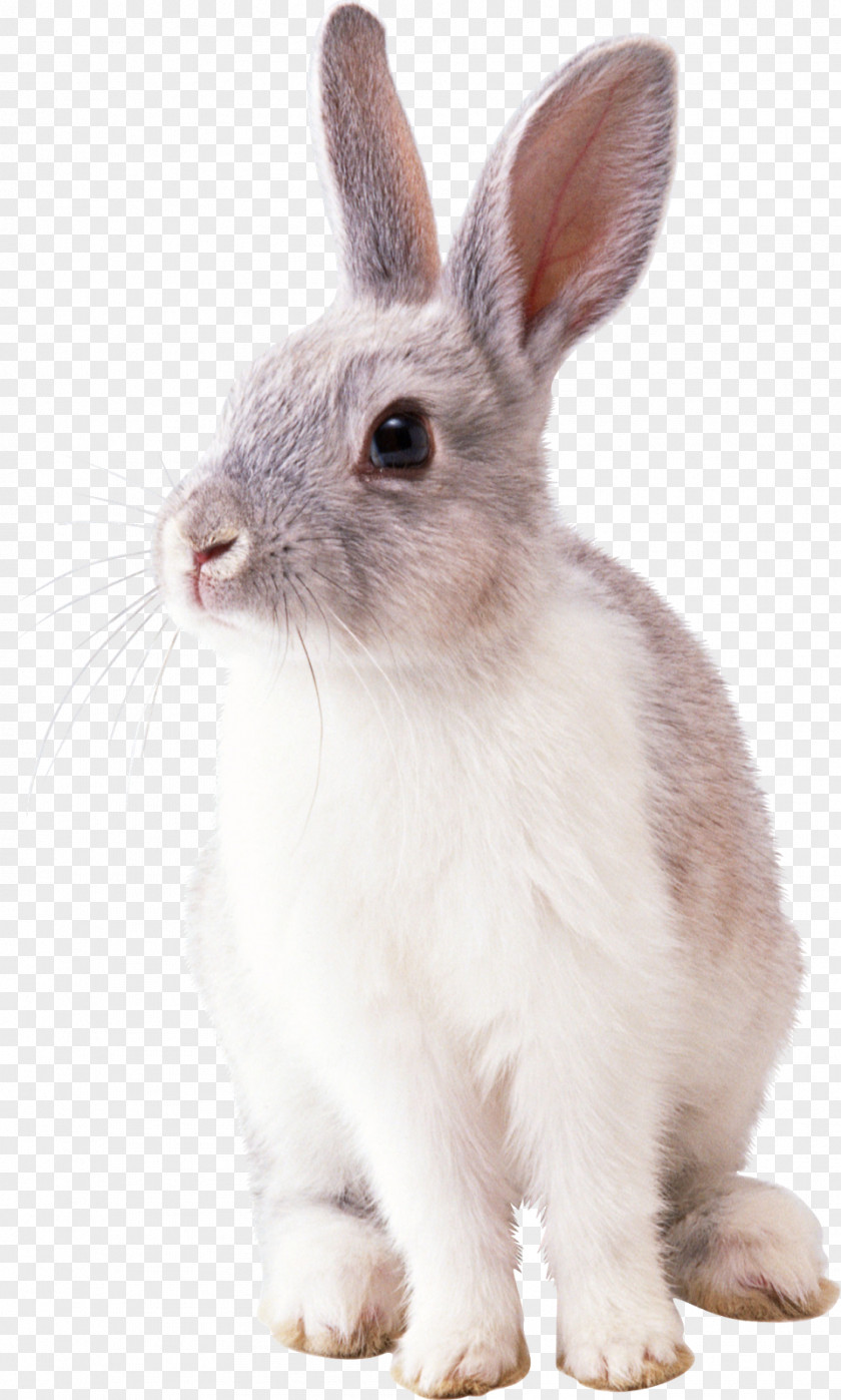 Scatters The Rabbit Hare Domestic Easter Bunny PNG