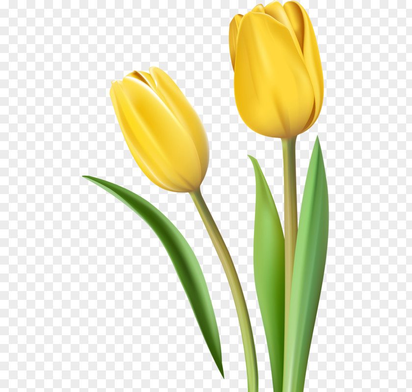 Tulip Yellow Cut Flowers PNG
