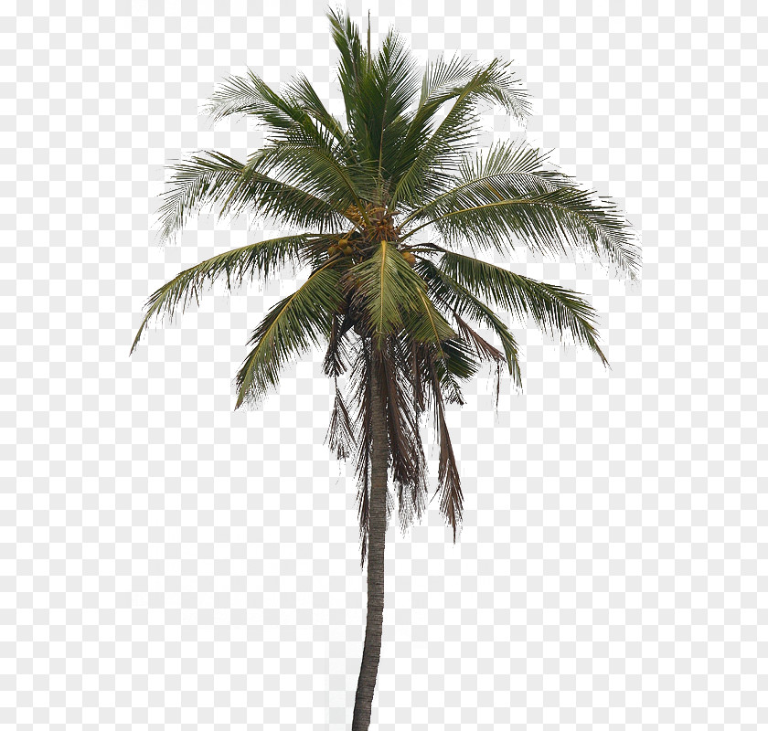 Coconut Tree Pic Arecaceae Clip Art PNG