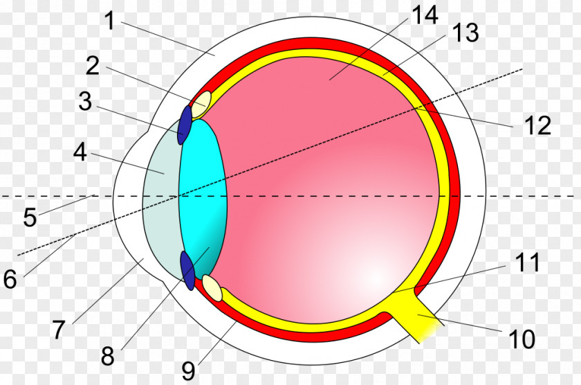 Cross-eye Human Eye Cross Section Retina Anatomy PNG