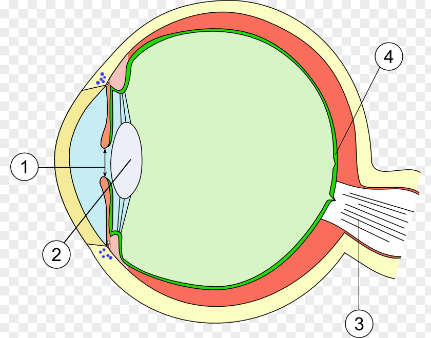 Eye Macular Degeneration Lens Cornea Retina PNG