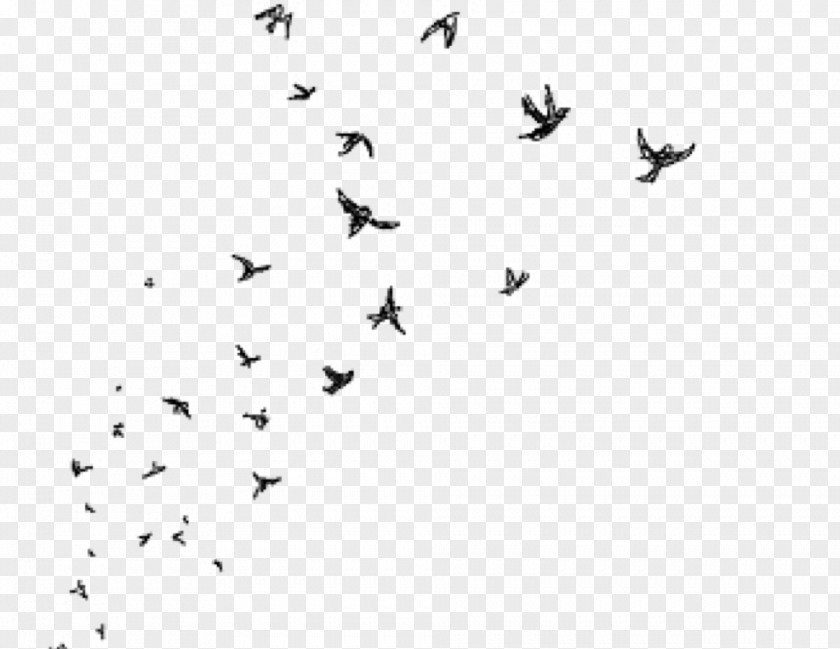 Flock Birds PicsArt Photo Studio Drawing Clip Art PNG