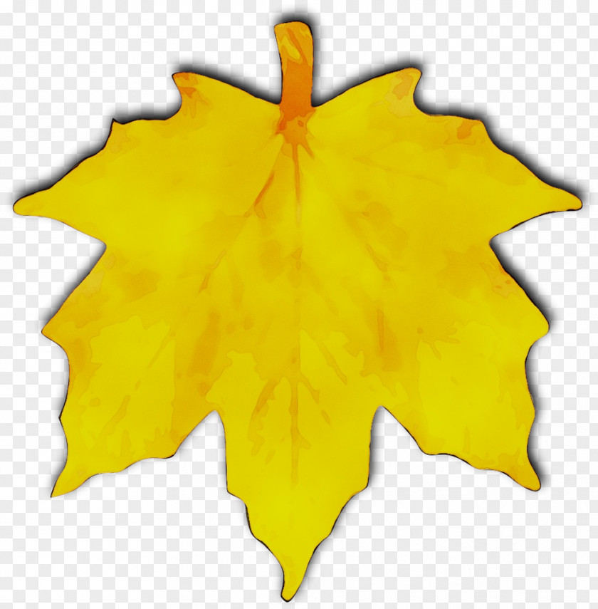 Maple Leaf Clip Art Yellow Symmetry PNG