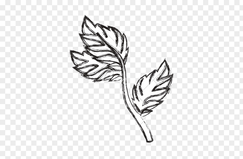 Mint Leaf Drawing Black And White Line Art PNG