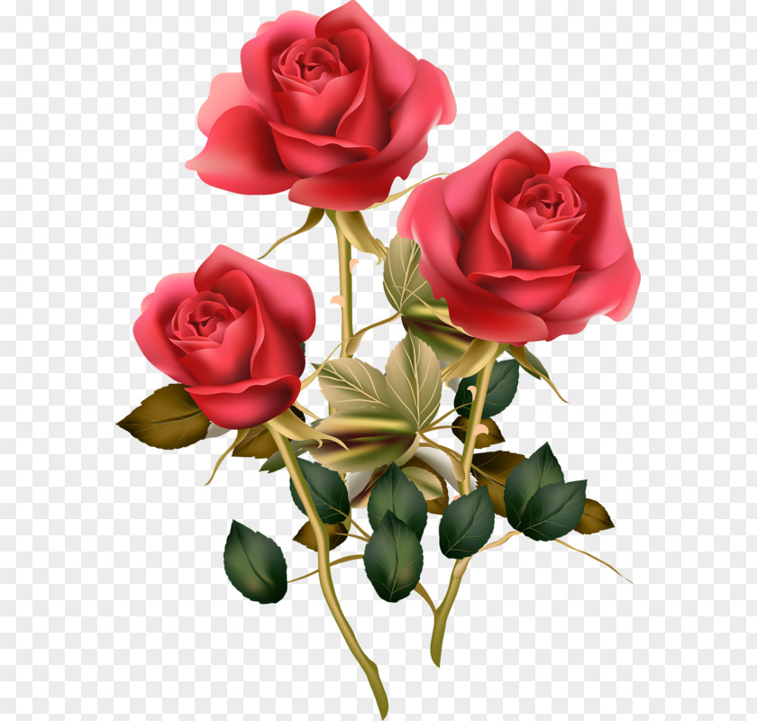 Stem Flower Rose Morning Clip Art PNG