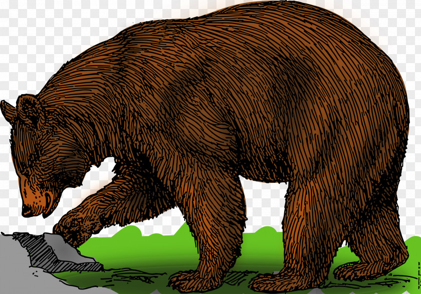 Bears Brown Bear Grizzly Clip Art PNG