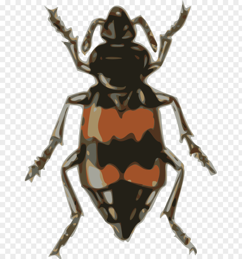 Beetle Cliparts Volkswagen Nicrophorus Vespillo Clip Art PNG