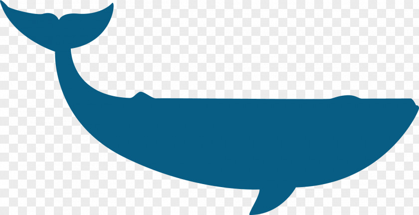 Beluga Whale Dolphin Google Images PNG