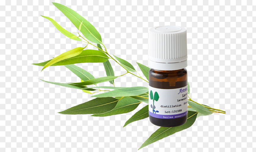 Cymbopogon Citratus Car Herbalism Gum Trees Aromatherapy PNG
