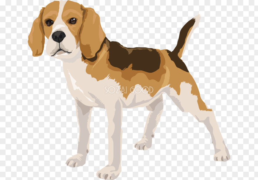 Dog Illust Beagle-Harrier English Foxhound American PNG