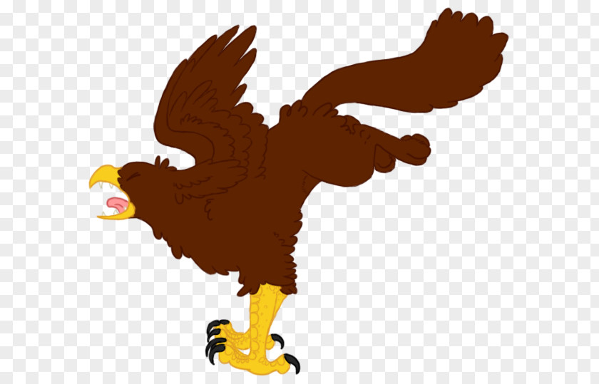 Eagle Bald Beak Clip Art PNG