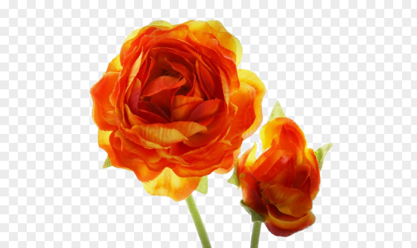 Flower Garden Roses Orange Blossom PNG