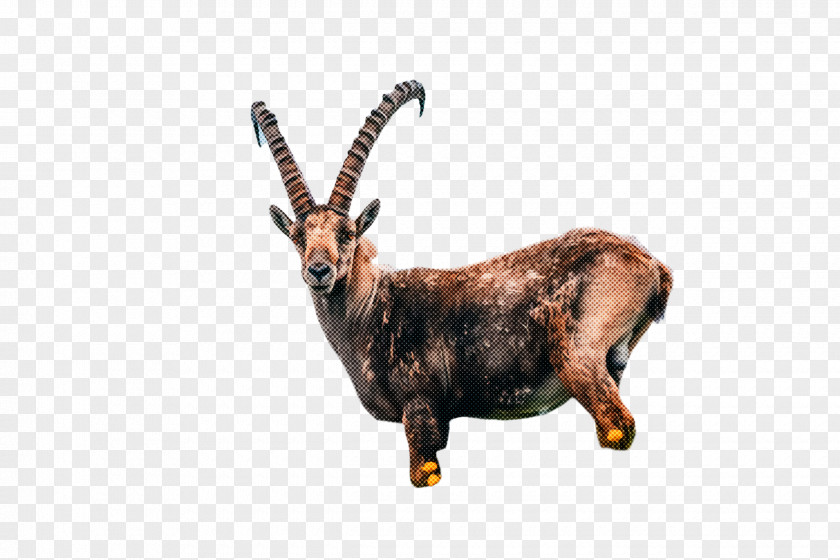 Metal Goatantelope Reindeer PNG