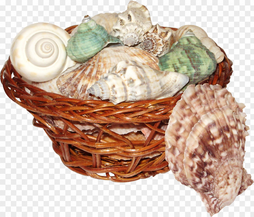 The Basket Of Scallop Conch Seashell Clip Art PNG