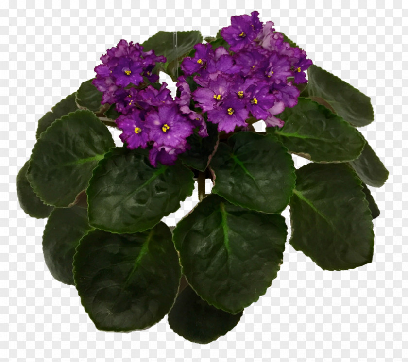 African Violets Flowerpot Herbaceous Plant PNG