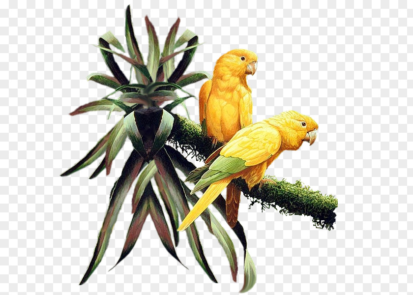 Bird Parakeet Clip Art PNG