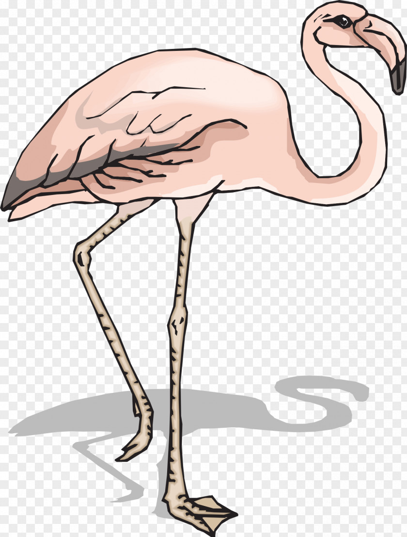 Flamingo Clip Art PNG