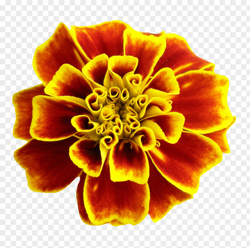 Flower Clip Art Rose Desktop Wallpaper PNG