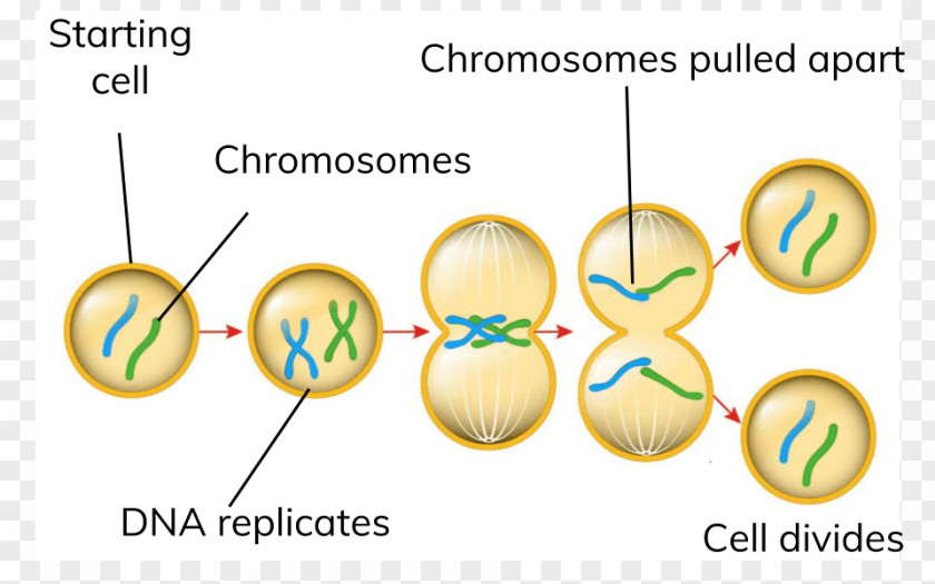 Mitosis Cell Division Meiosis PNG