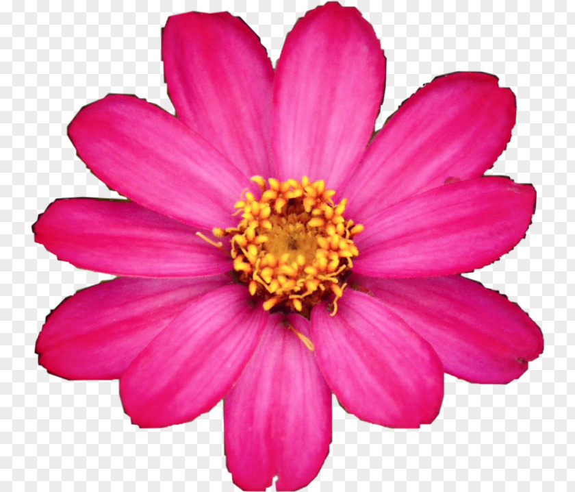 Pinkflower Background Garden Cosmos Chrysanthemum Marguerite Daisy Family Cut Flowers PNG