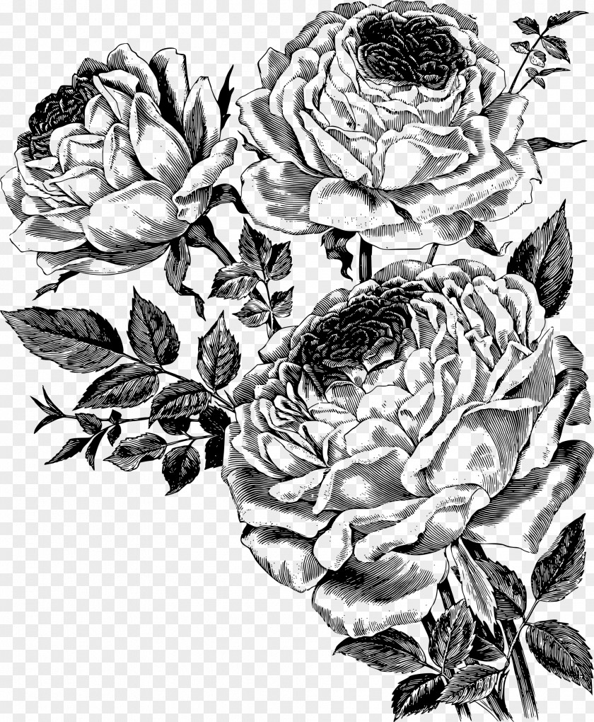 Rose Vector Drawing Flower Royalty-free PNG